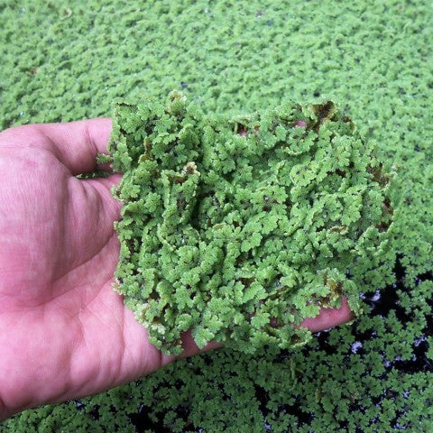 Azolla Caroliniana (Mosquito Floating Fern).                                לימנוביום אזולה קרוליניאנה (שרך יתושים צף)