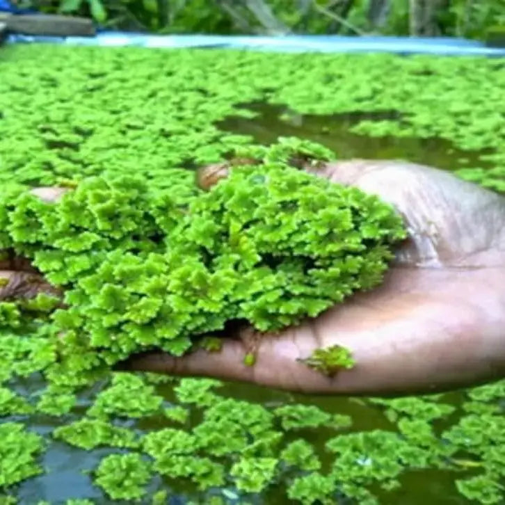 Azolla Caroliniana (Mosquito Floating Fern).                                לימנוביום אזולה קרוליניאנה (שרך יתושים צף)
