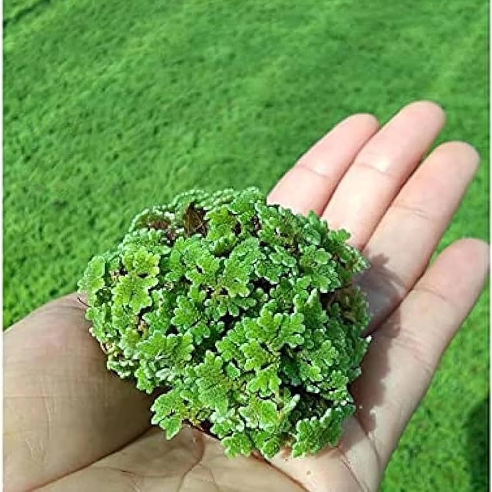Azolla Caroliniana (Mosquito Floating Fern).                                לימנוביום אזולה קרוליניאנה (שרך יתושים צף)