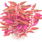 אלטרנטרה ריינקי רוזנרוויג.       Alternanthera reineckii ' Rosanervig
