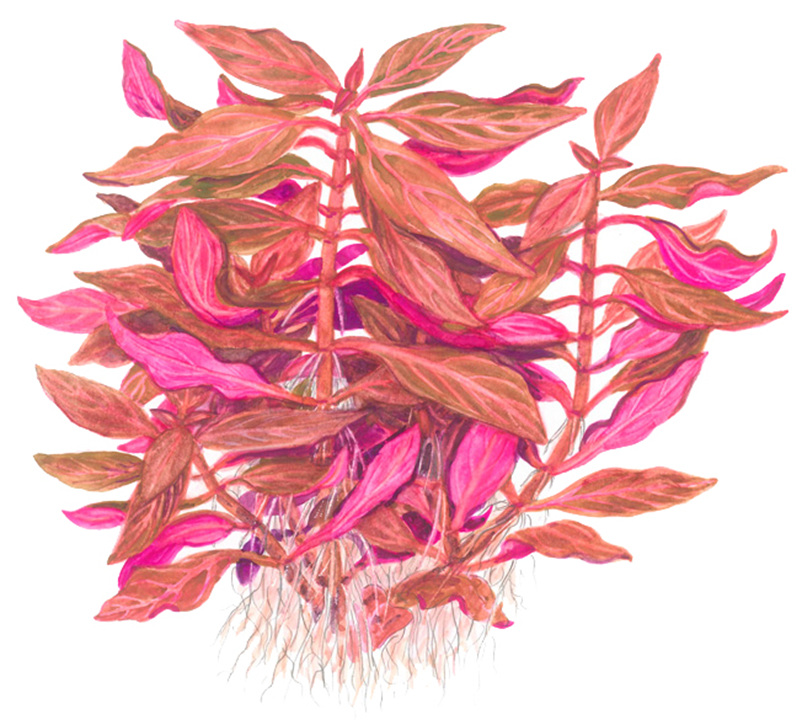 אלטרנטרה ריינקי רוזנרוויג.       Alternanthera reineckii ' Rosanervig