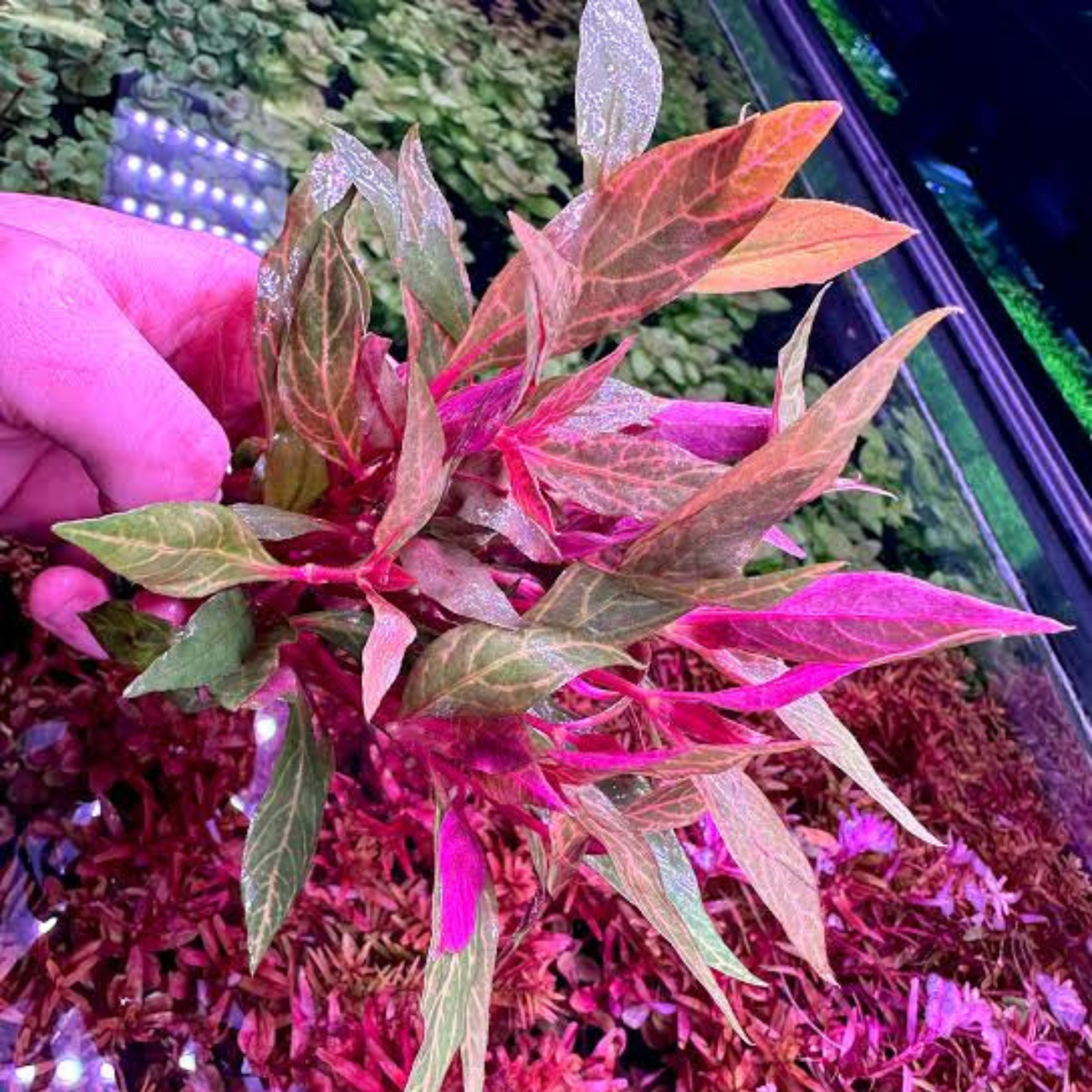 אלטרנטרה ריינקי רוזנרוויג.       Alternanthera reineckii ' Rosanervig