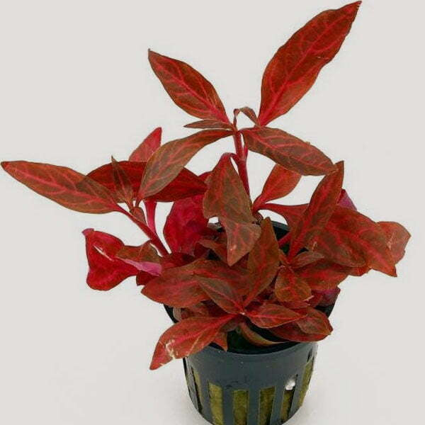 אלטרנטרה ריינקי רוזנרוויג.       Alternanthera reineckii ' Rosanervig