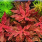 אלטרנטרה ריינקי רוזנרוויג.       Alternanthera reineckii ' Rosanervig
