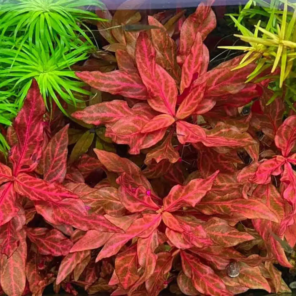 אלטרנטרה ריינקי רוזנרוויג.       Alternanthera reineckii ' Rosanervig