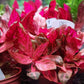 אלטרנטרה ריינקי רוזנרוויג.       Alternanthera reineckii ' Rosanervig