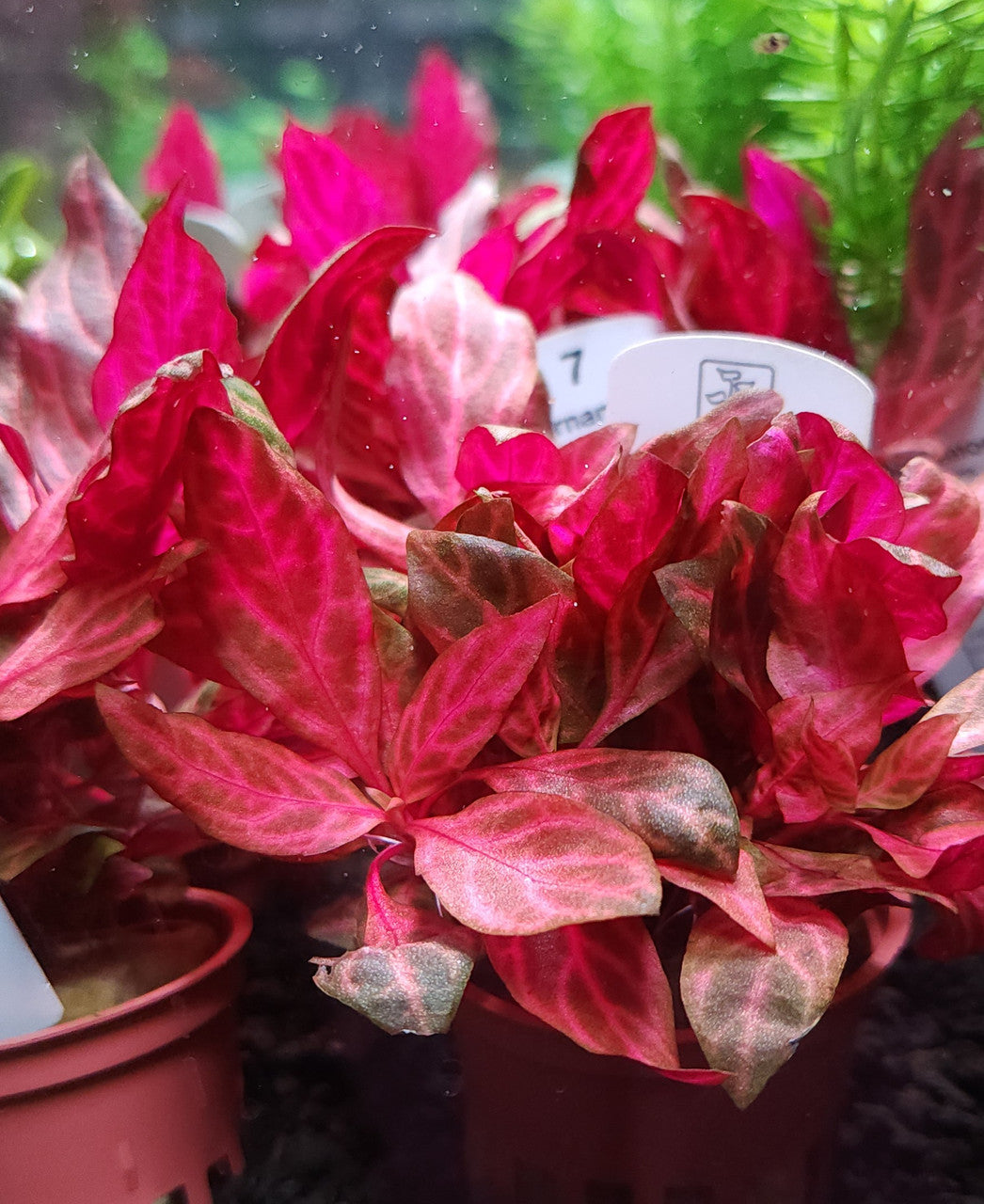 אלטרנטרה ריינקי רוזנרוויג.       Alternanthera reineckii ' Rosanervig