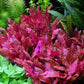 אלטרנטרה ריינקי רוזנרוויג.       Alternanthera reineckii ' Rosanervig