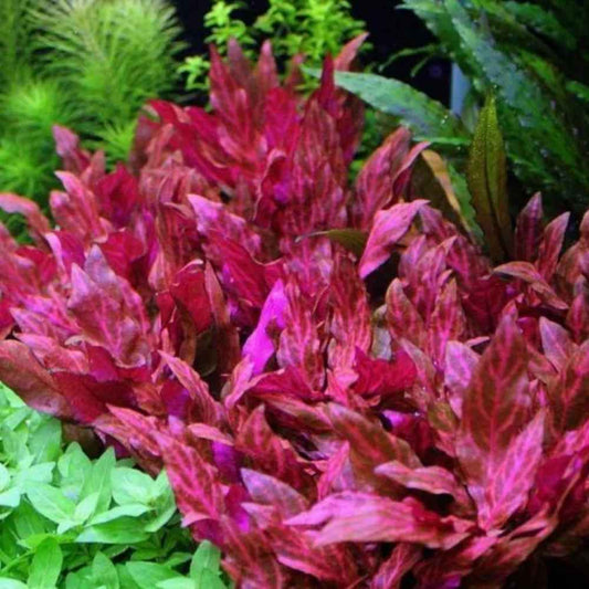 אלטרנטרה ריינקי רוזנרוויג.       Alternanthera reineckii ' Rosanervig