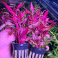 אלטרנטרה ריינקי רוזנרוויג.       Alternanthera reineckii ' Rosanervig