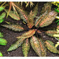 קריפטוקורין נורי ״רוזן מיידן״ Cryptocoryne Nurii "Rosen Maiden”
