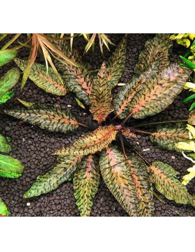 Cryptocoryne Nurii "Rosen Maiden”                             קריפטוקורין נורי ״רוזן מיידן״