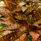 קריפטוקורין נורי ״רוזן מיידן״ Cryptocoryne Nurii "Rosen Maiden”