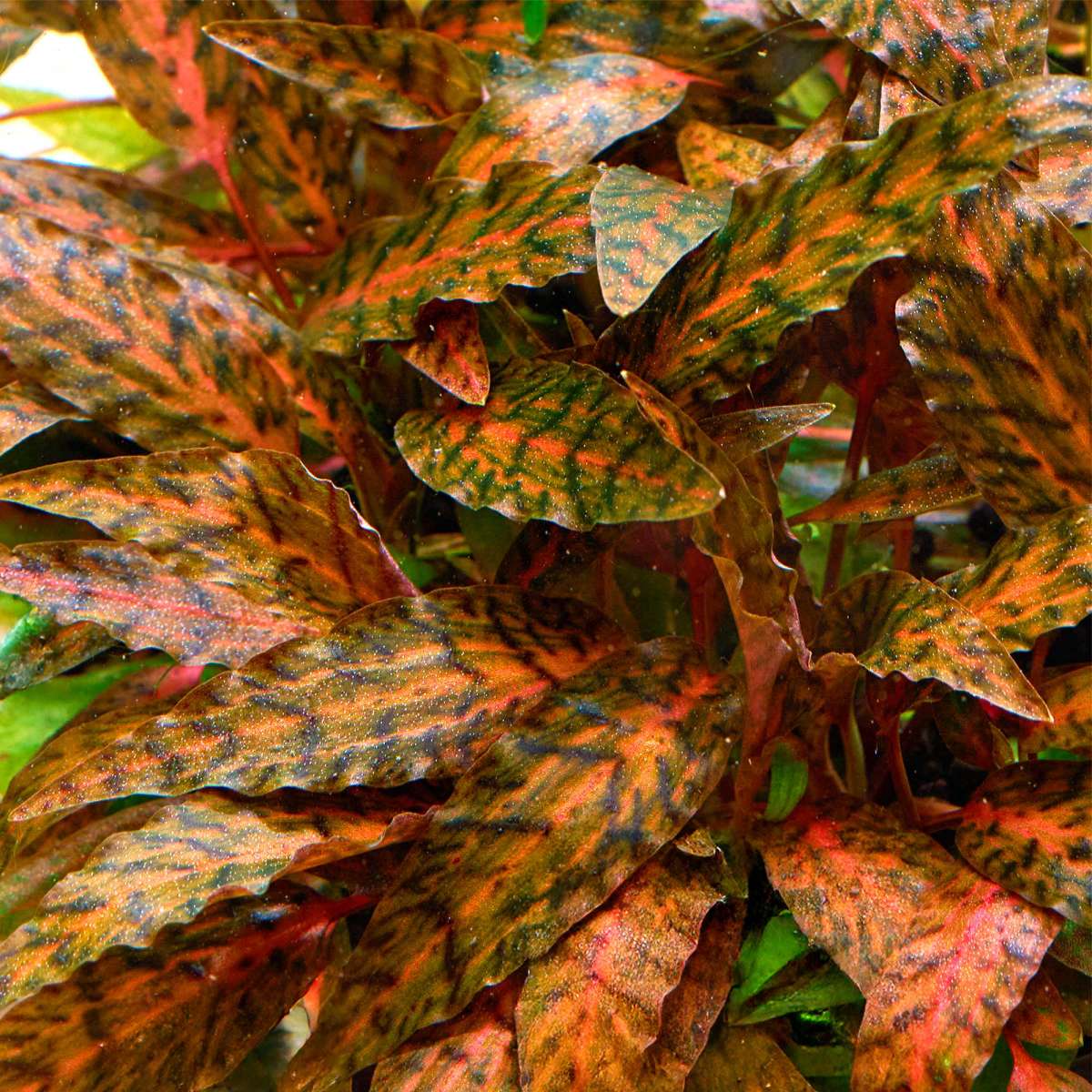 קריפטוקורין נורי ״רוזן מיידן״ Cryptocoryne Nurii "Rosen Maiden”