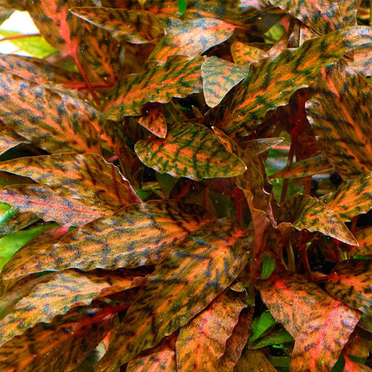 Cryptocoryne Nurii "Rosen Maiden”                             קריפטוקורין נורי ״רוזן מיידן״
