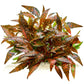 קריפטוקורין נורי ״רוזן מיידן״ Cryptocoryne Nurii "Rosen Maiden”