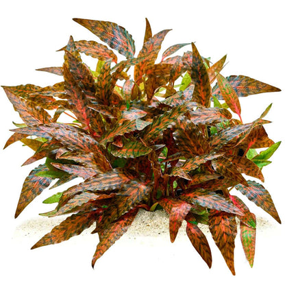 Cryptocoryne Nurii "Rosen Maiden”                             קריפטוקורין נורי ״רוזן מיידן״