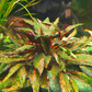 קריפטוקורין נורי ״רוזן מיידן״ Cryptocoryne Nurii "Rosen Maiden”
