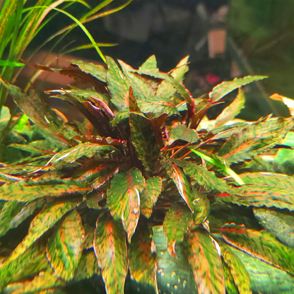 Cryptocoryne Nurii "Rosen Maiden”                             קריפטוקורין נורי ״רוזן מיידן״