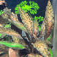 קריפטוקורין נורי ״רוזן מיידן״ Cryptocoryne Nurii "Rosen Maiden”