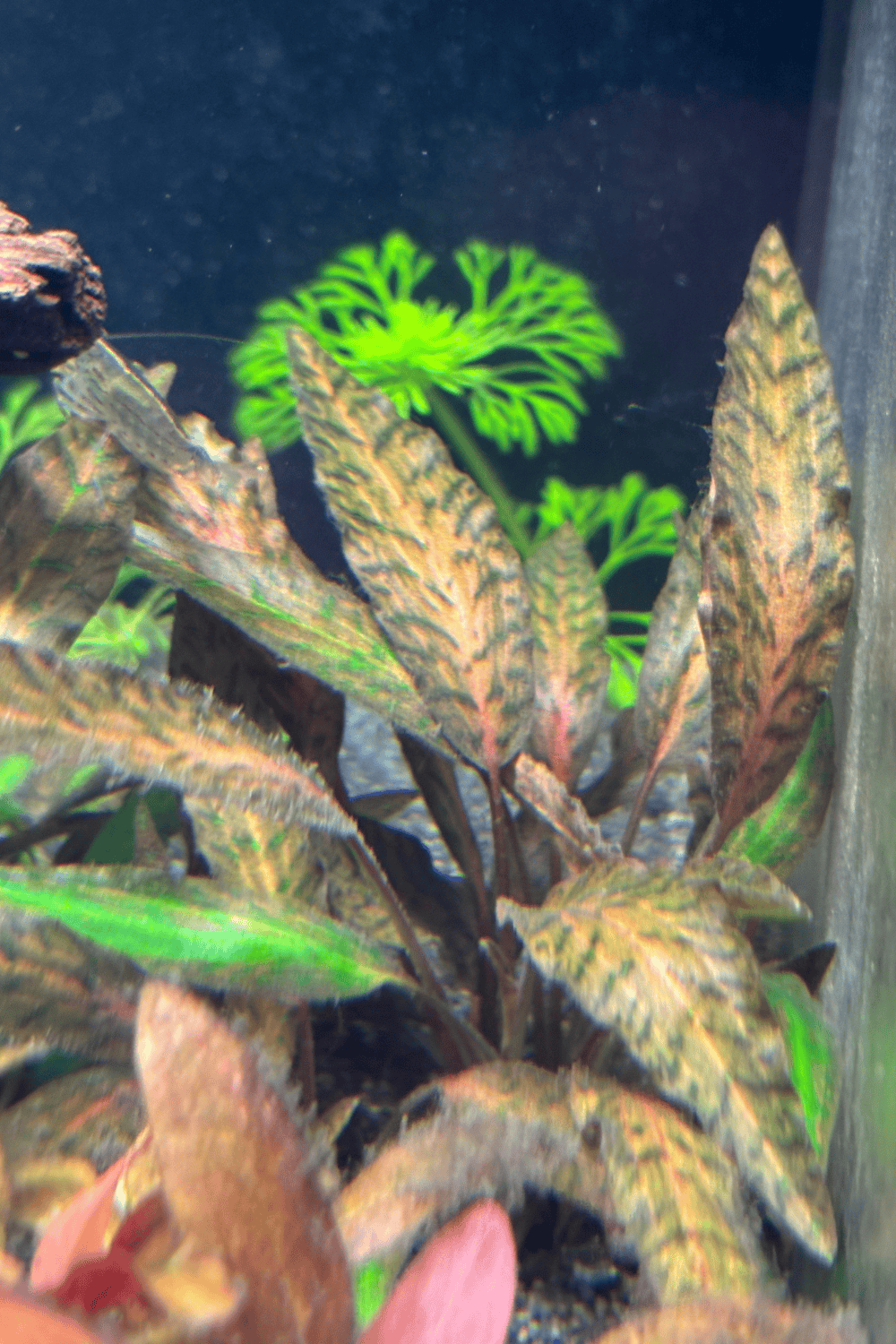 קריפטוקורין נורי ״רוזן מיידן״ Cryptocoryne Nurii "Rosen Maiden”