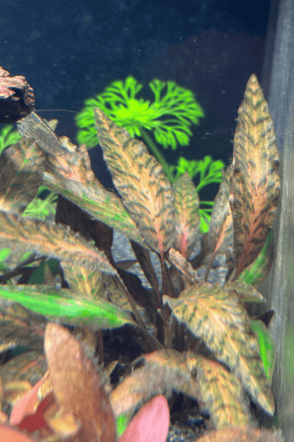 Cryptocoryne Nurii "Rosen Maiden”                             קריפטוקורין נורי ״רוזן מיידן״