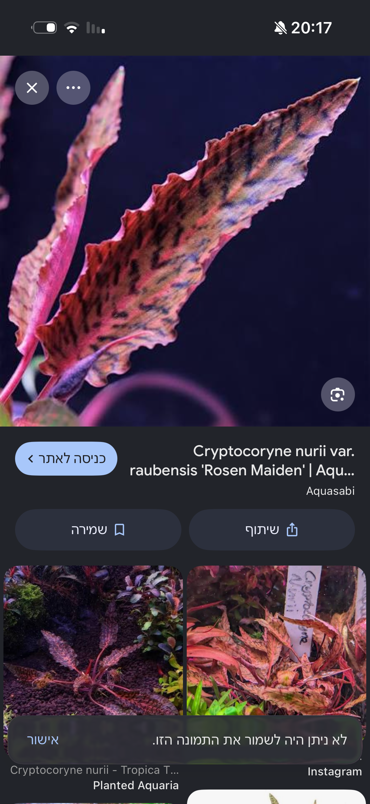 קריפטוקורין נורי ״רוזן מיידן״ Cryptocoryne Nurii "Rosen Maiden”