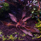 קריפטוקורין נורי ״רוזן מיידן״ Cryptocoryne Nurii "Rosen Maiden”