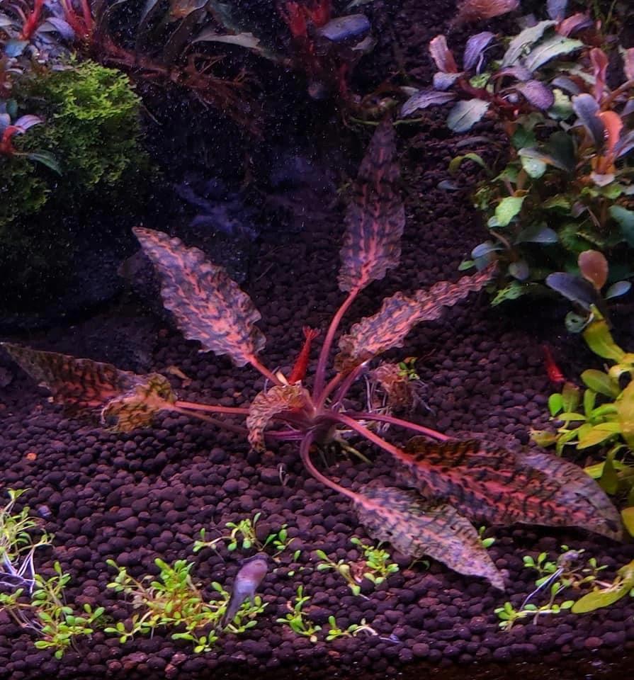 קריפטוקורין נורי ״רוזן מיידן״ Cryptocoryne Nurii "Rosen Maiden”