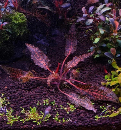 Cryptocoryne Nurii "Rosen Maiden”                             קריפטוקורין נורי ״רוזן מיידן״