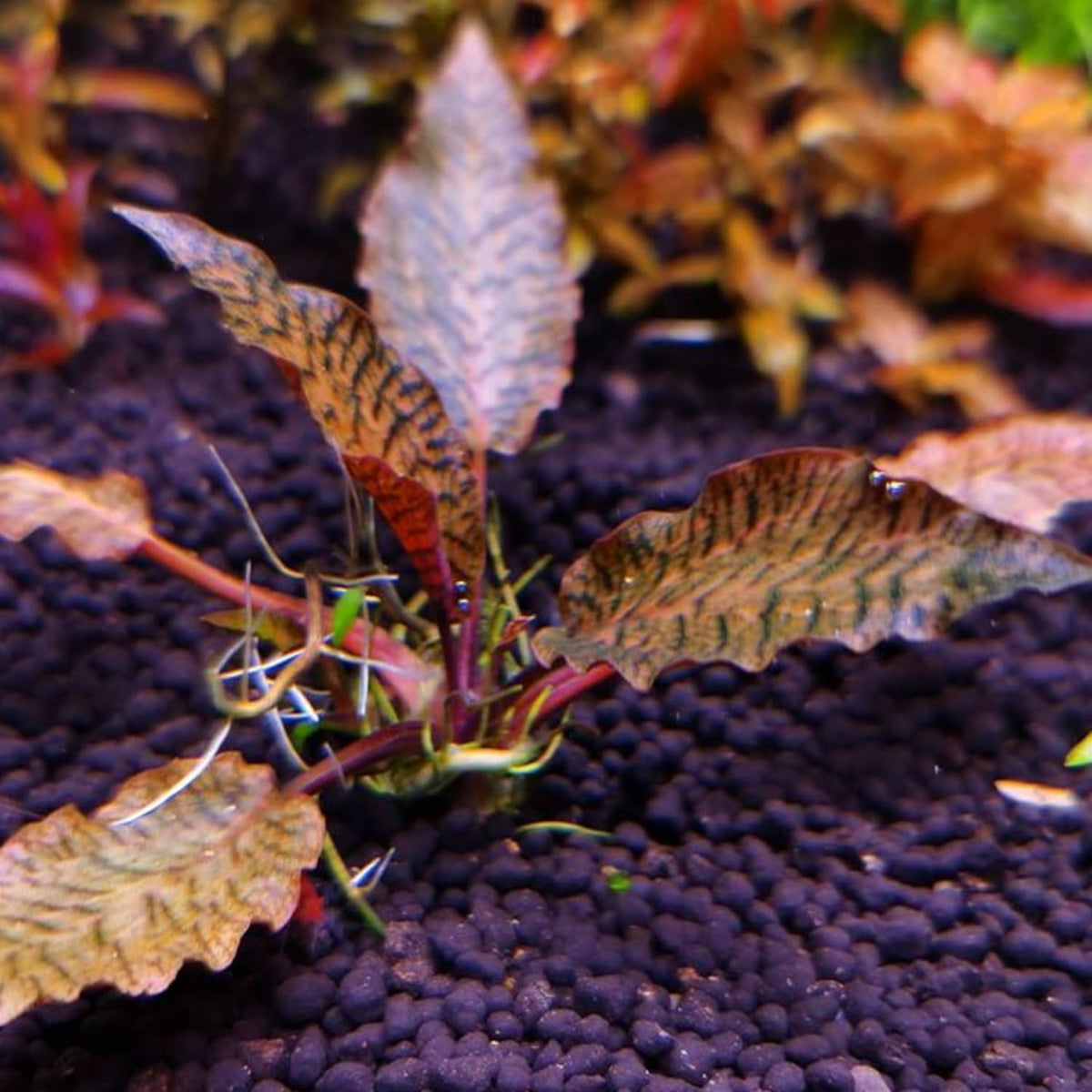 קריפטוקורין נורי ״רוזן מיידן״ Cryptocoryne Nurii "Rosen Maiden”