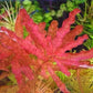 Ludwigia Inclinata.                 לודוויגיה אינקלינטה