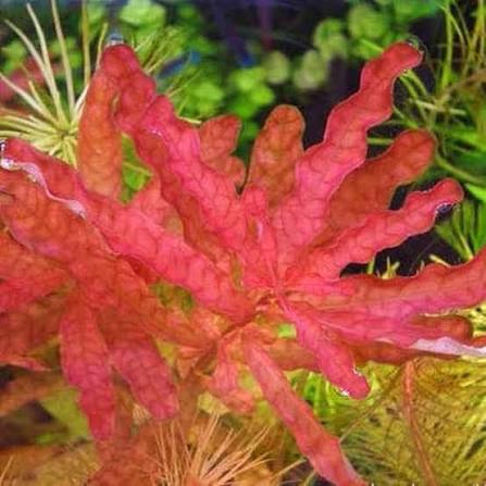 Ludwigia Inclinata.                 לודוויגיה אינקלינטה