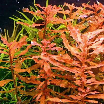 Ludwigia Inclinata.                 לודוויגיה אינקלינטה