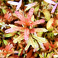 Ludwigia Inclinata.                 לודוויגיה אינקלינטה