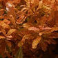 Ludwigia Inclinata.                 לודוויגיה אינקלינטה