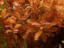 Ludwigia Inclinata.                 לודוויגיה אינקלינטה