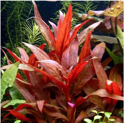 אלטרנטרה ריינקי Alternanthera reineckii '
