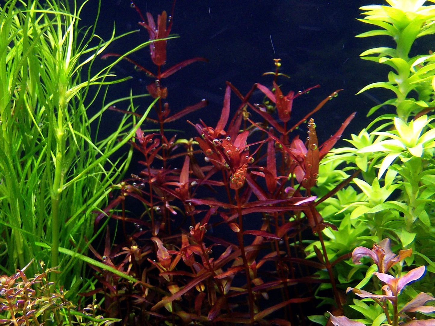 רוטלה מקרנדרה אס פי פלורידה / ״נרואו ליף״ Rotala macrandra sp Florida / “Narrow Leaf