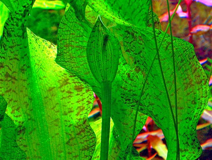 אוטליה אולוויפוליה Ottelia Ulvifolia
