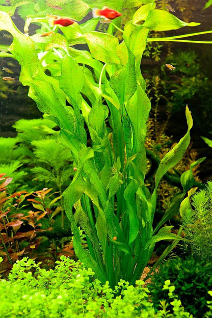 אוטליה אולוויפוליה Ottelia Ulvifolia
