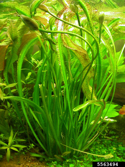 אוטליה אולוויפוליה Ottelia Ulvifolia