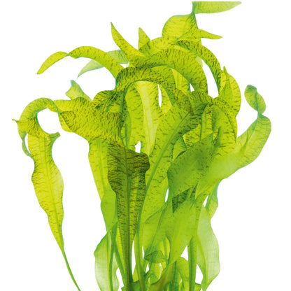אוטליה אולוויפוליה Ottelia Ulvifolia
