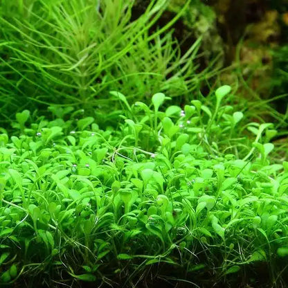 Glossostigma Elatinoides  גלוסוסטיגמה אלאטינואידס