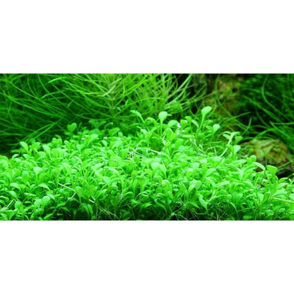 Glossostigma Elatinoides  גלוסוסטיגמה אלאטינואידס