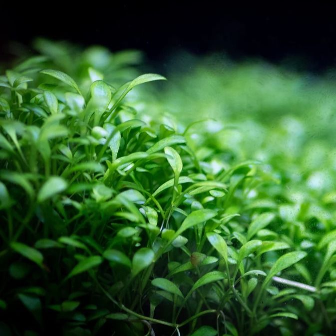 Glossostigma Elatinoides  גלוסוסטיגמה אלאטינואידס