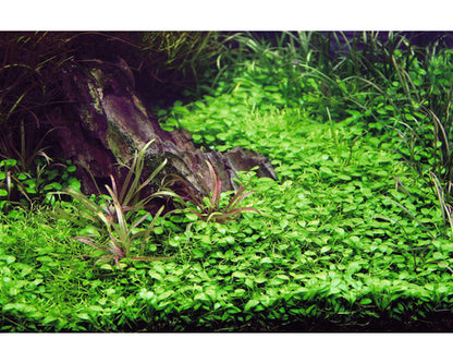 Glossostigma Elatinoides  גלוסוסטיגמה אלאטינואידס