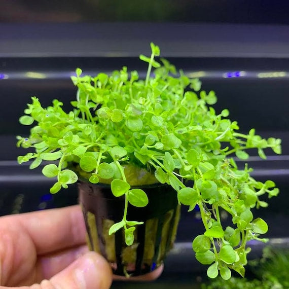 Micranthemum Monte Carlo  מיקרנטמום מונטה קרלו