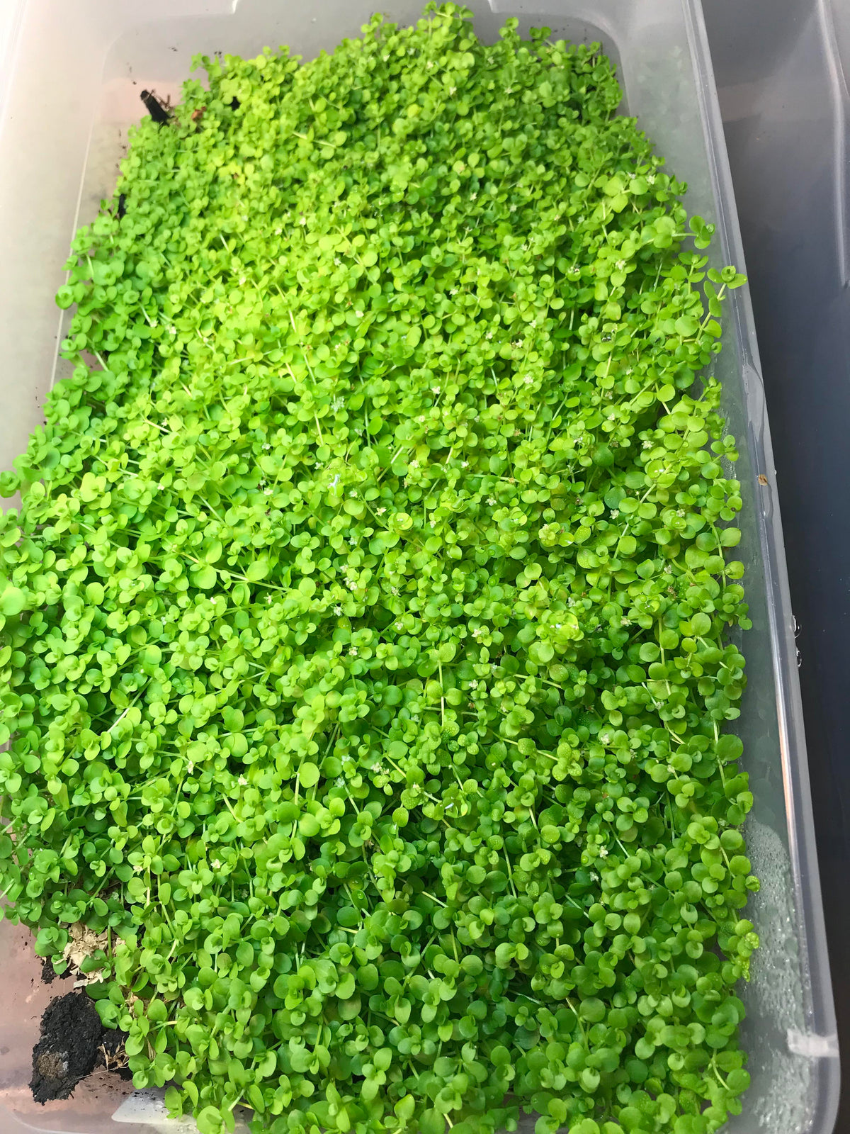 Micranthemum Monte Carlo  מיקרנטמום מונטה קרלו