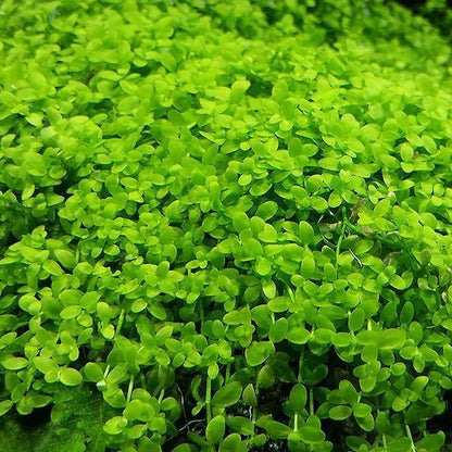 Micranthemum Monte Carlo  מיקרנטמום מונטה קרלו